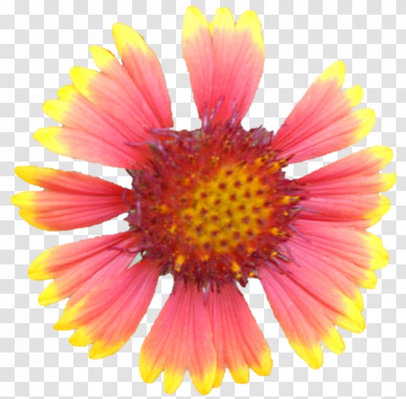 Blanket Flowers Chrysanthemum Cut Petal Wildflower Transparent PNG