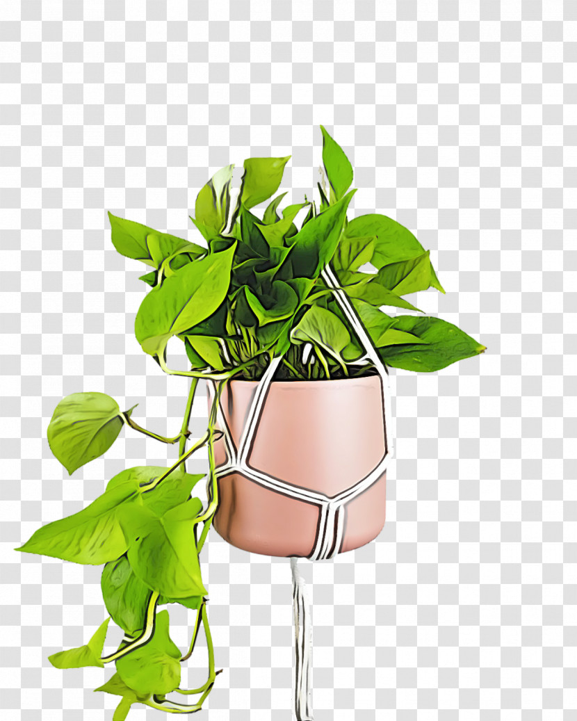Leaf Plant Stem Herbal Medicine Flower Herb Transparent PNG