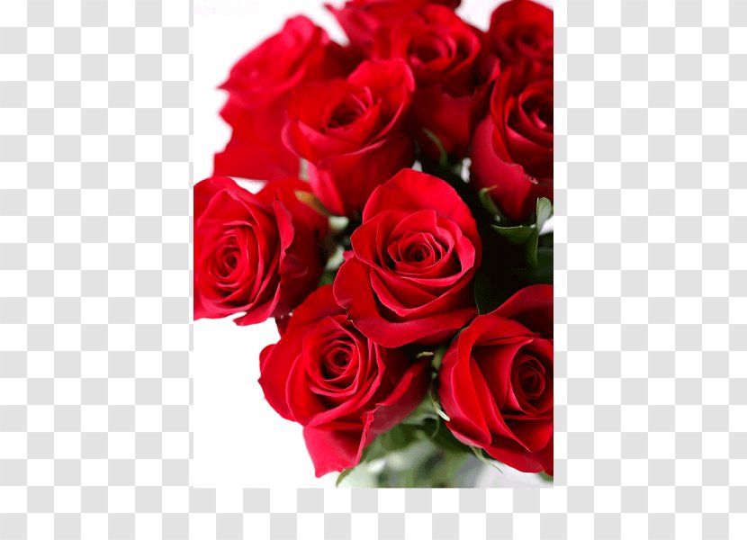 Garden Roses Flower Red Velvet Cake - Petal - Rose Transparent PNG