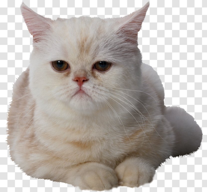Persian Cat Siberian Kitten Clip Art - Asian Transparent PNG