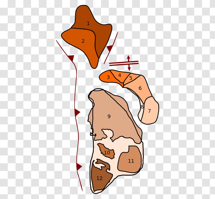 Columbia Congo Craton Supercontinent Wikipedia - Organism - Pangea Transparent PNG