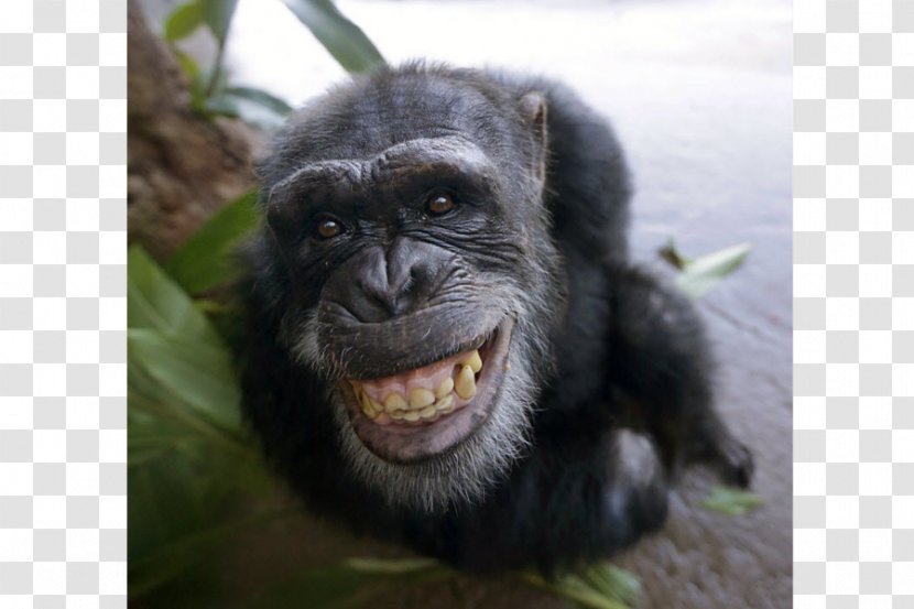 Common Chimpanzee Primate Ape Gorilla Bonobo - Fauna Transparent PNG