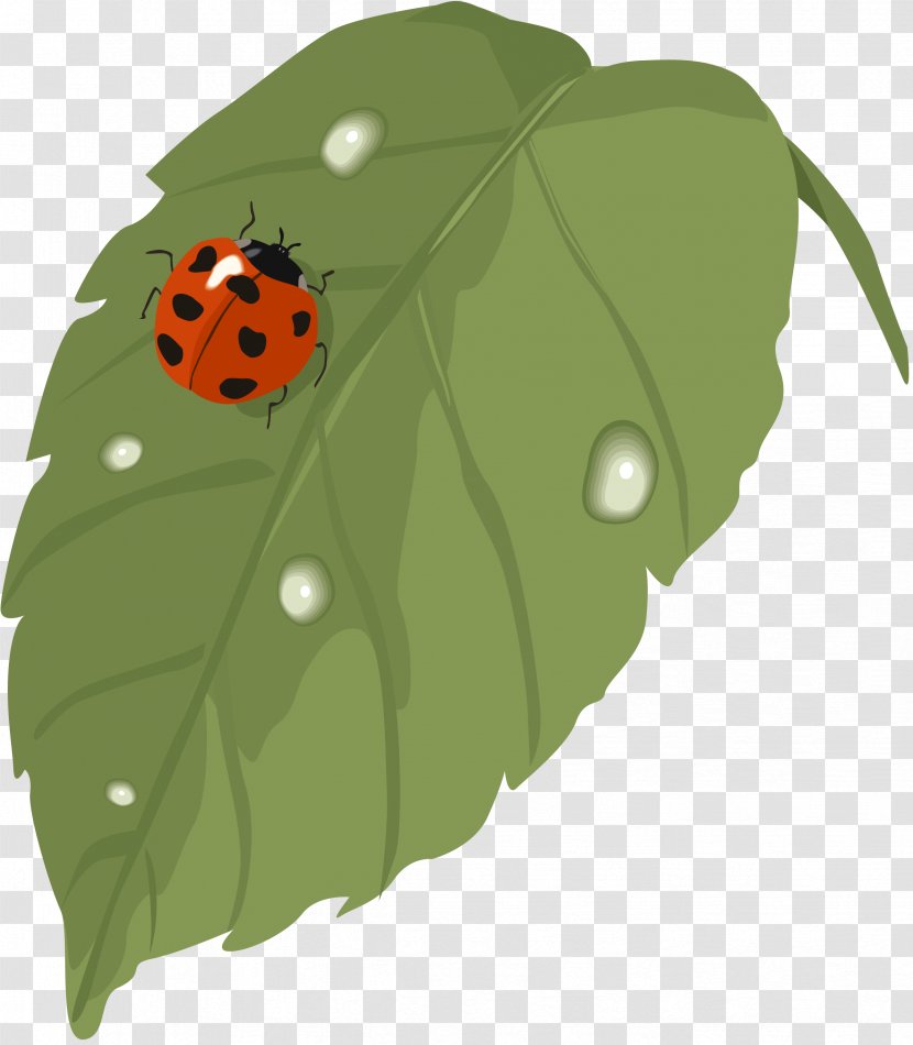 Clip Art - Insect Transparent PNG