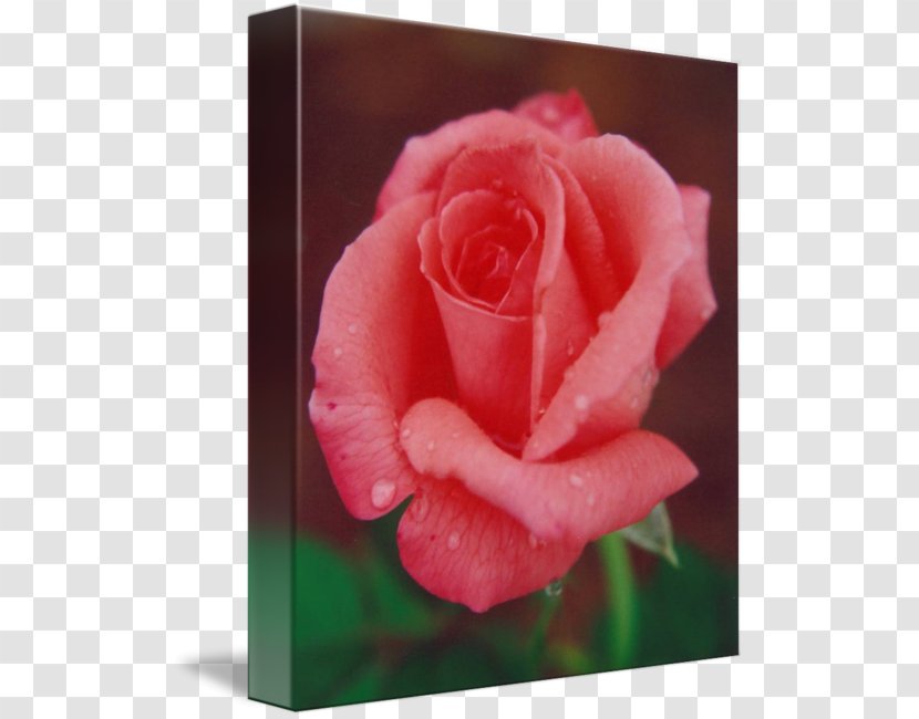Garden Roses Cabbage Rose Floribunda Chinese Cuisine - Order - Raindrops Printing Transparent PNG