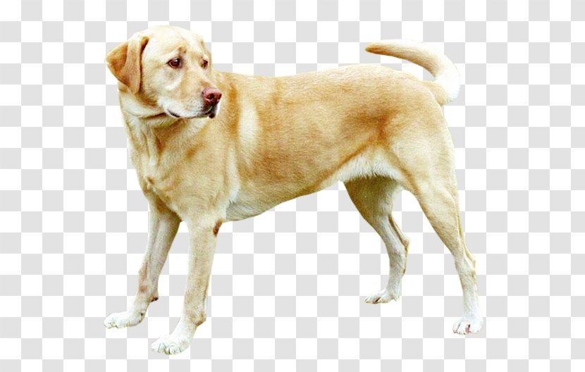 Labrador Retriever Puppy Husky Golden Beagle Transparent PNG