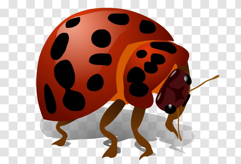 Beetle Clip Art - Orange Transparent PNG