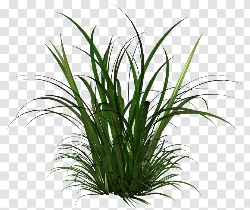 Cymbopogon Citratus Thepix Herbaceous Plant Grass - Herb - Transparent Billboard Transparent PNG