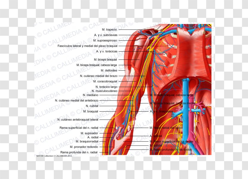 Nerve Arm Nervous System Elbow Vein - Watercolor Transparent PNG