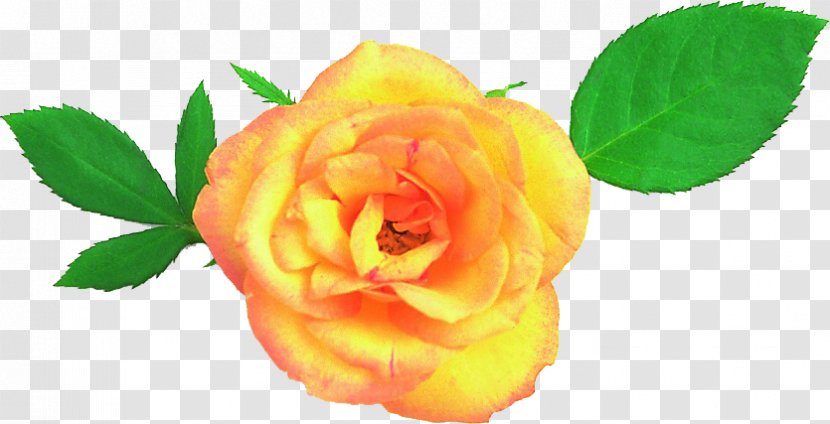 Garden Roses China Rose Floribunda Cabbage - Flower - Dew On Hd Wallpaper Transparent PNG