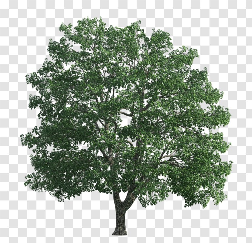 Transparency And Translucency Tree Editing - Plant Transparent PNG
