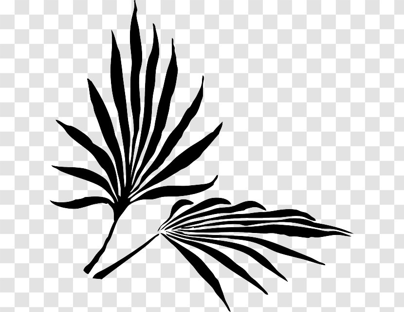 Palm Branch Frond Arecaceae Clip Art - Wing - Monstera Transparent PNG