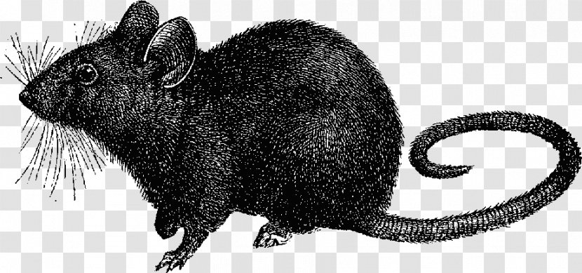 Black Rat Mouse Death Laboratory Clip Art - Pest - Cliparts Transparent PNG