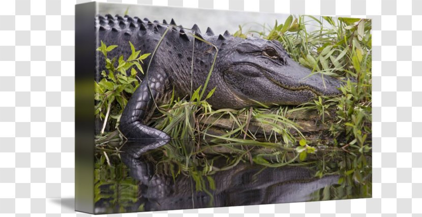 American Alligator Crocodile Velociraptor Wildlife - Dinosaur Transparent PNG