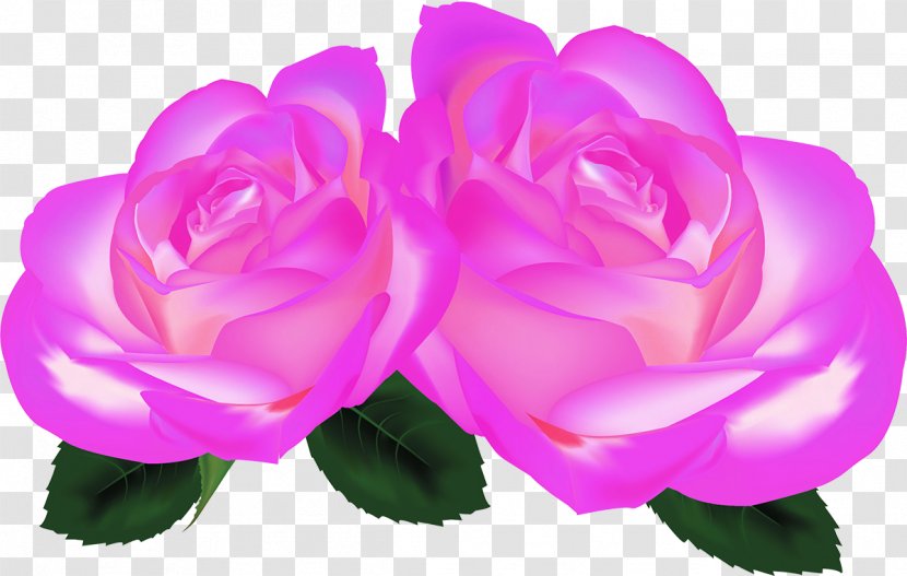 Garden Roses Cabbage Rose China Floribunda Petal - Purple - Lilac Transparent PNG