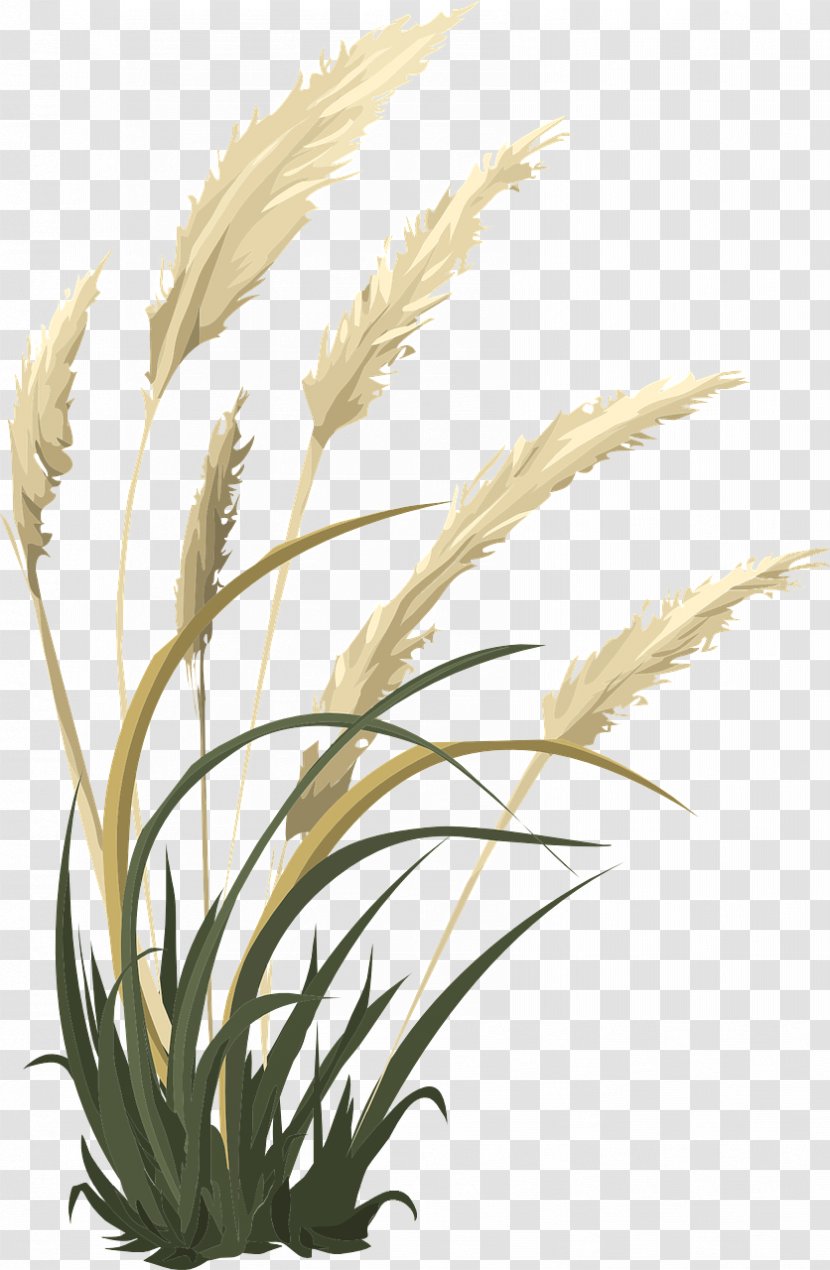 Plant Stem Grasses Tallo Subterráneo Herbaceous - Shrub - Grass Transparent PNG