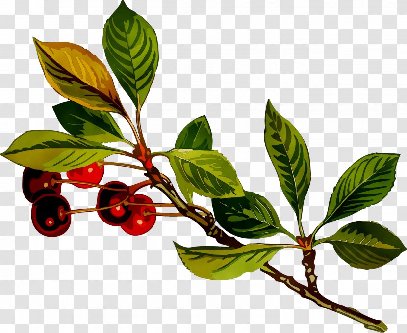 Chokeberry Five-flavor Berry Plant Stem Leaf Twig - Arctostaphylos Uvaursi - Branch Transparent PNG