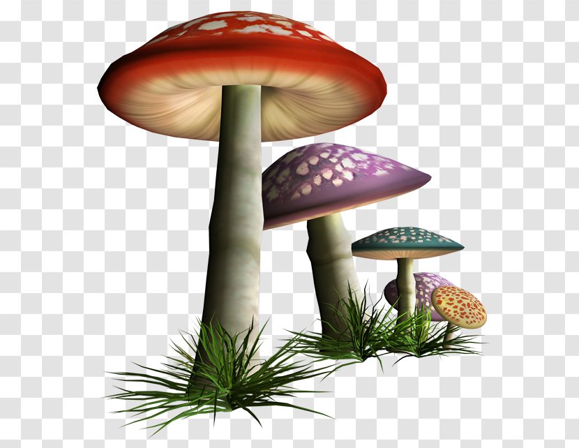 Edible Mushroom Fungus Shiitake - Vegetable Transparent PNG