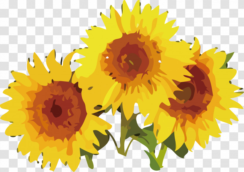 Daisy Family Kospi 200 Capped 25% Estimated Index Cut Flowers Sunflower Seeds Flower Transparent PNG