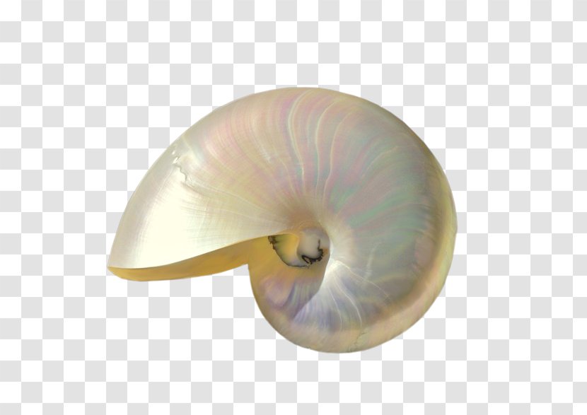 Seashell Nautilida - Invertebrate Transparent PNG