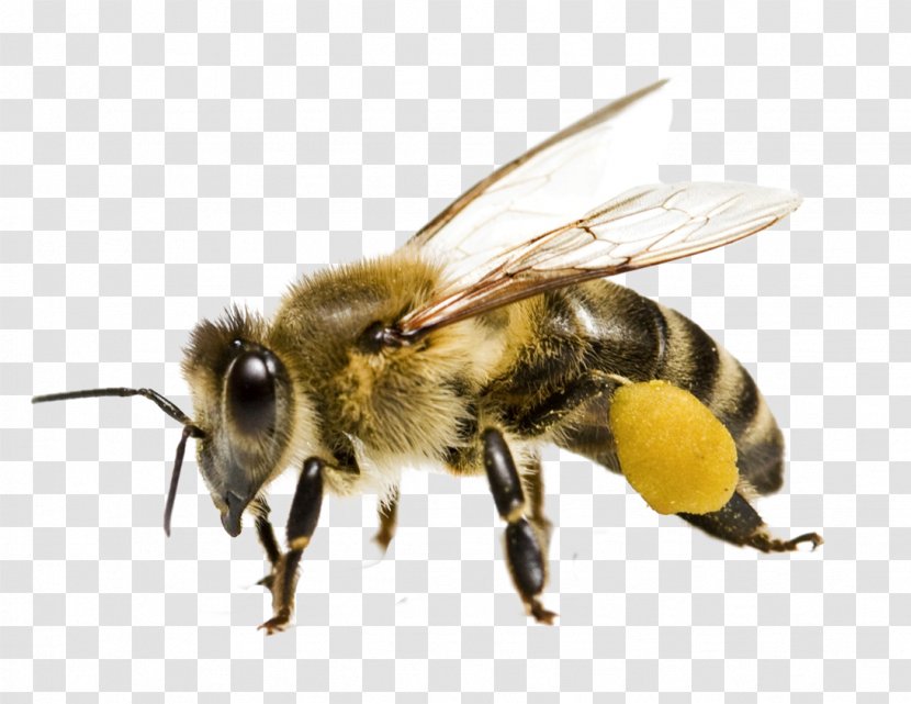 Honey Bee Pollen Yellowjacket - Bumble Transparent PNG