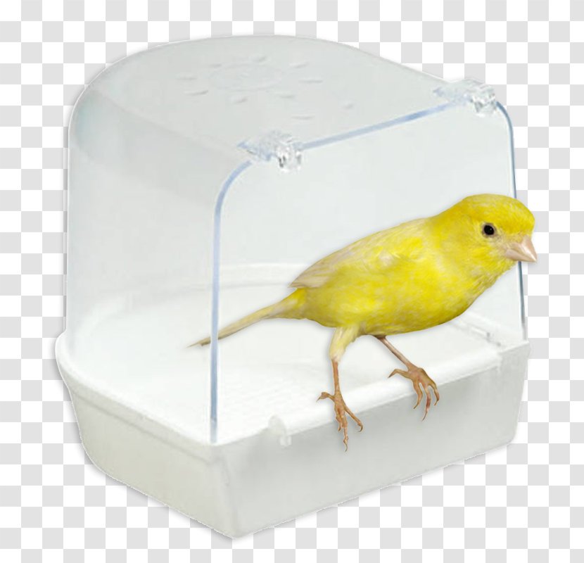 Bird CoronaSilvestres Tienda Física Feather Moulting Beak - Canary Transparent PNG