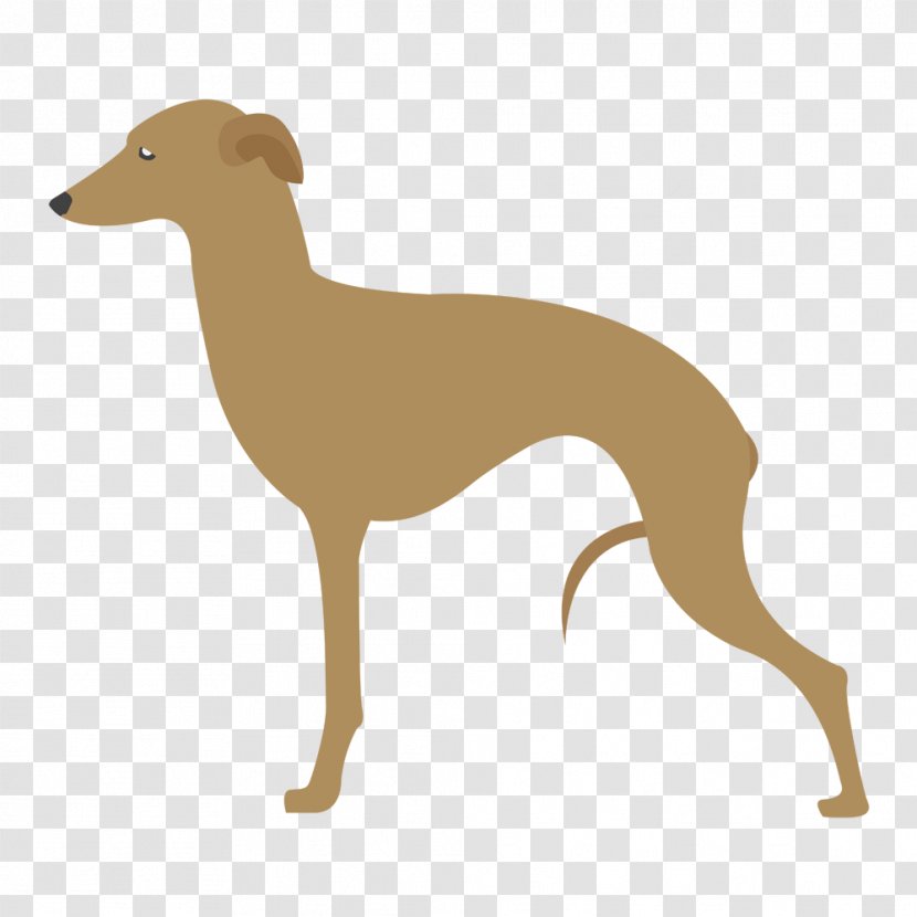 Lurcher Italian Greyhound Spanish Azawakh - Whippet - Pastor Belga Transparent PNG