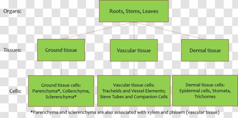 Diagram Ground Tissue Vascular Plant Stem Transparent PNG