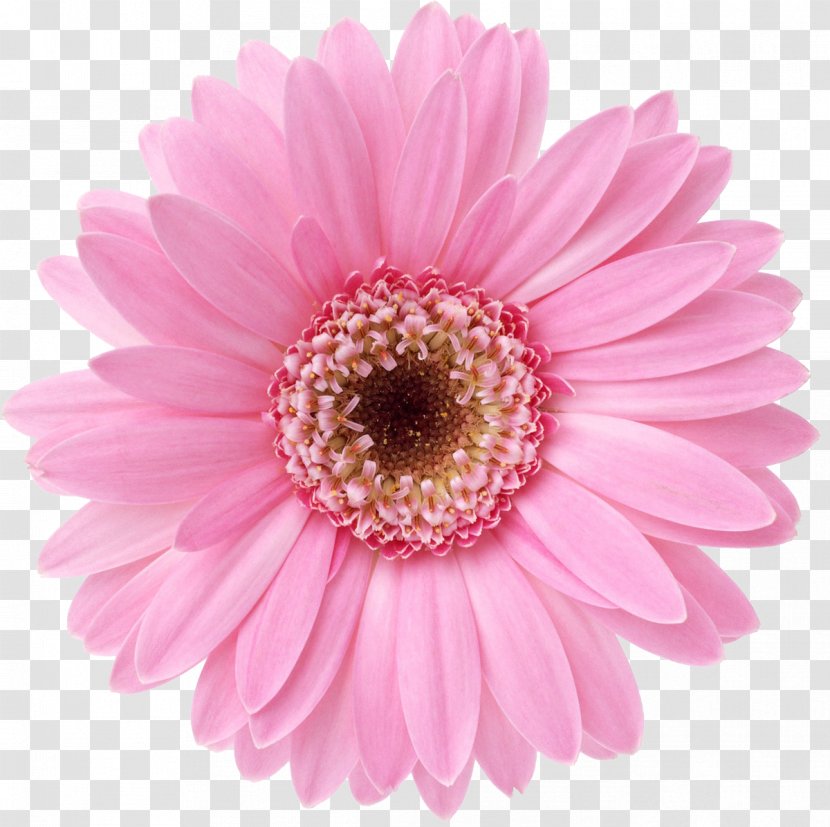 Flower Desktop Wallpaper Display Resolution Transvaal Daisy Floral Design - Highdefinition Video - Garland Transparent PNG