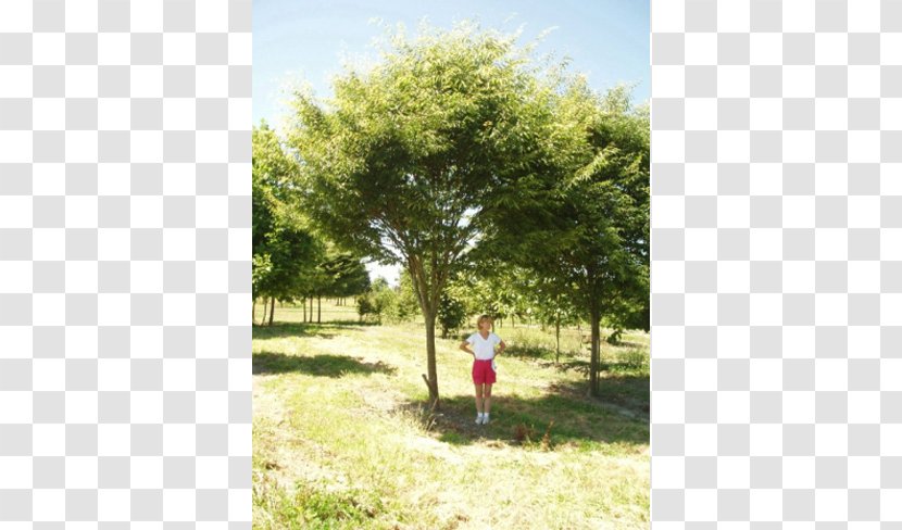 Shade Tree American Sycamore Erythrina Coralloides Evergreen - Sky - Deciduous Specimens Transparent PNG