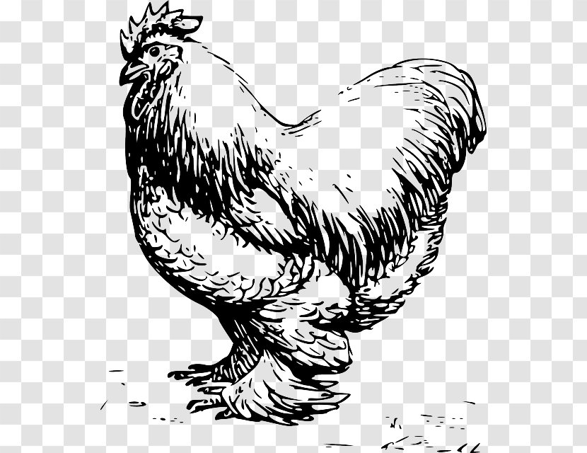 Plymouth Rock Chicken Cochin Leghorn Dorking Rooster - Cartoon - Feathers Drawing Transparent PNG