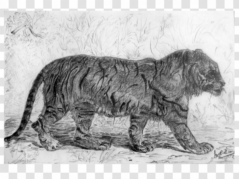 Big Cat Dog Terrestrial Animal Canidae - Black And White Transparent PNG