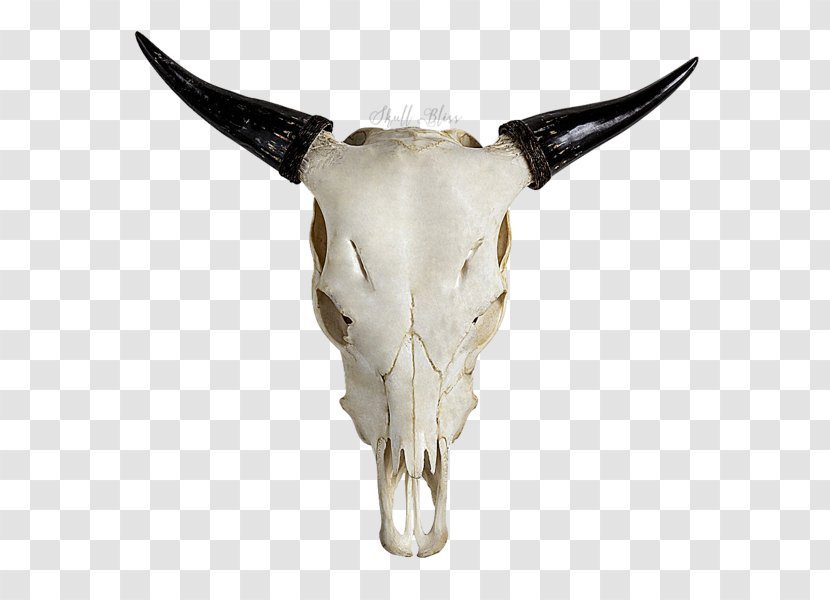 Highland Cattle Skull Horn Bull Goat - Cowboy Transparent PNG