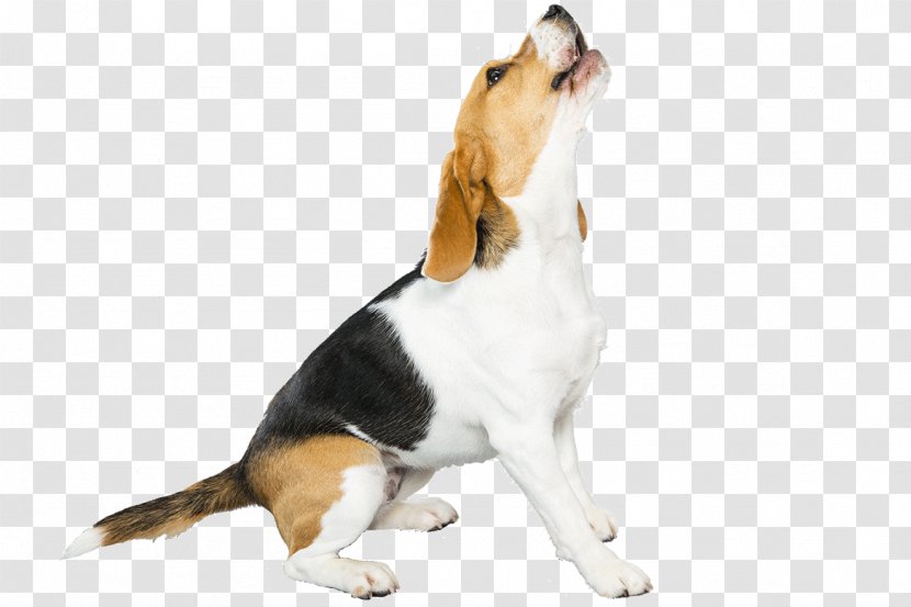 Beagle-Harrier Puppy Dog Breed Pet - Purebred - Flea Transparent PNG
