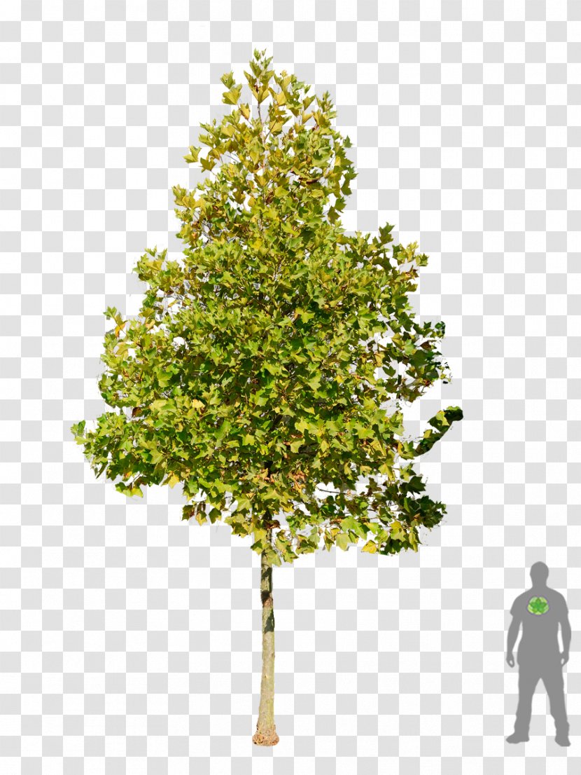 Tree London Plane Salix Fragilis American Sycamore Sweetgum - Hedge Shrub Transparent PNG