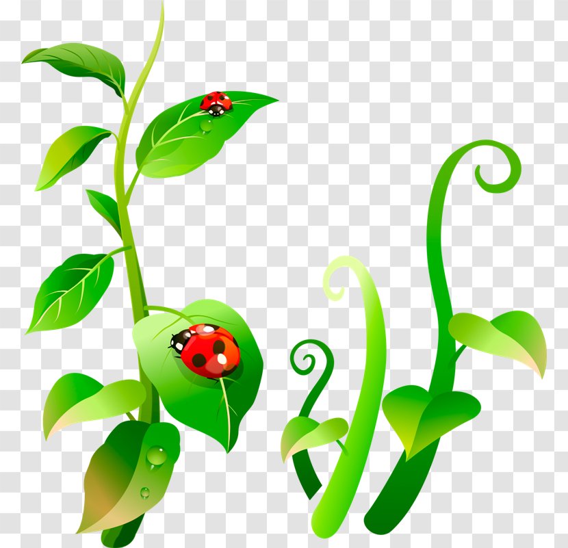 Insect Ladybird Aphid Plant Leaf - Tree Frog - Ladybug Transparent PNG