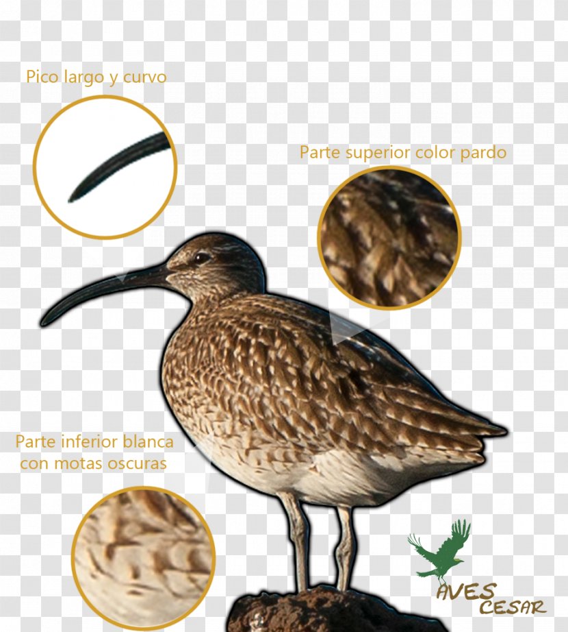 Sandpiper Snipe Bird Advertising Beak - Water Transparent PNG