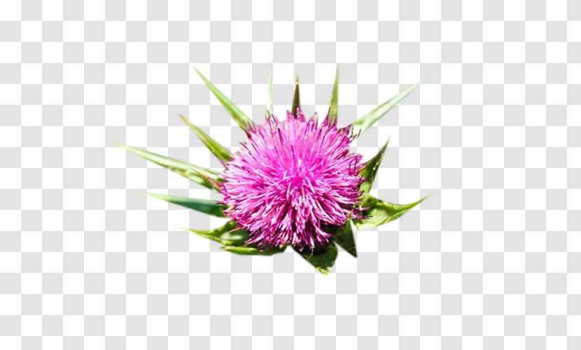 Milk Thistle Icon - Petal - Pink Picture Material Transparent PNG