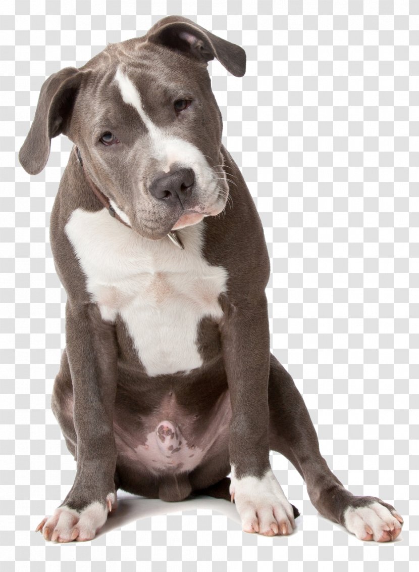 American Pit Bull Terrier Staffordshire Labrador Retriever Puppy Transparent Png
