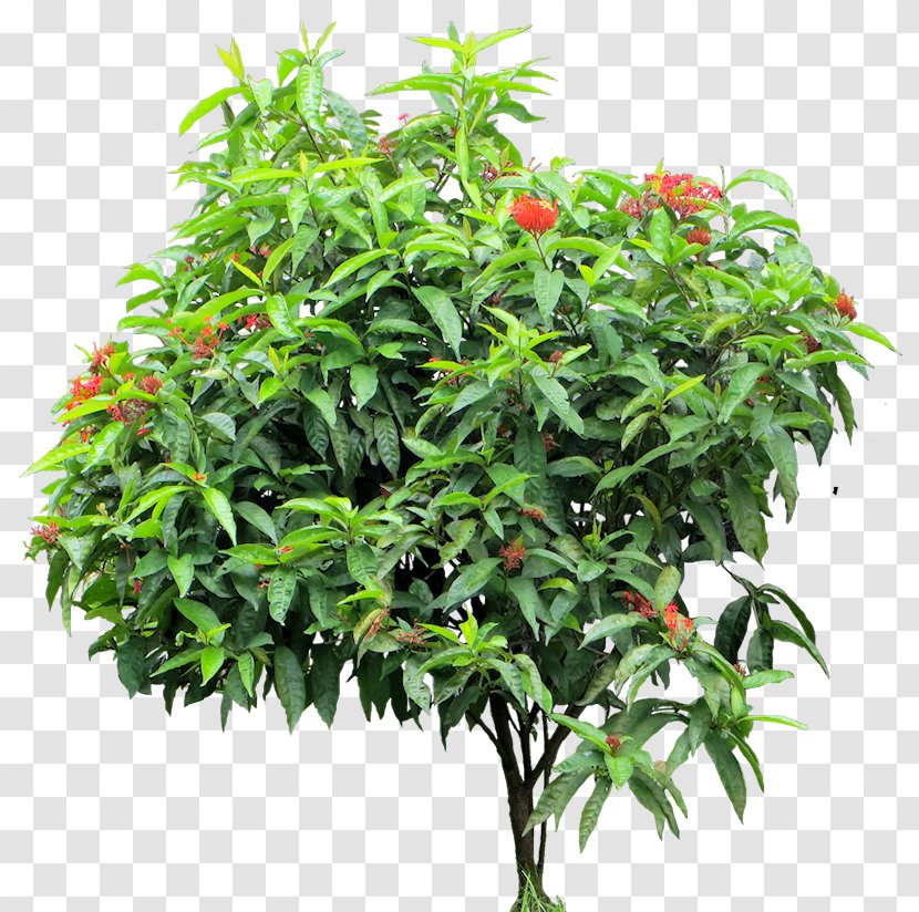 Ixora Coccinea Gigantopithecus Bigfoot Chinese Plant - Great Apes - Plants Transparent PNG