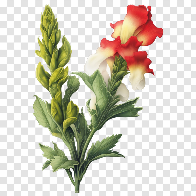 Snapdragon Flower - Beautiful Snapdragon Flower Transparent PNG