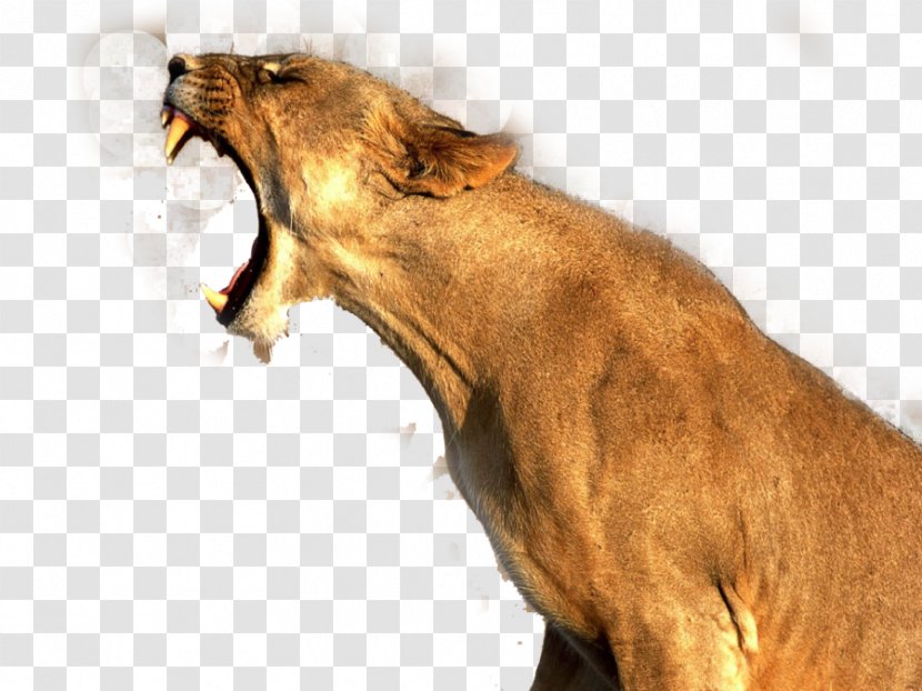 Lion Cougar - Big Cats - Image Transparent PNG