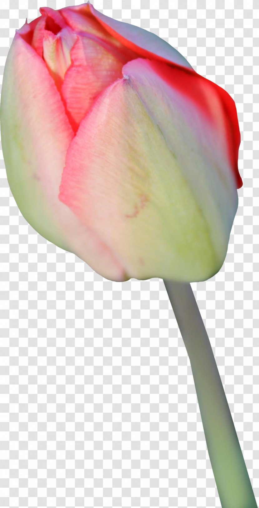 Tulip Flower Icon - Rose Family - Transparent Background Transparent PNG