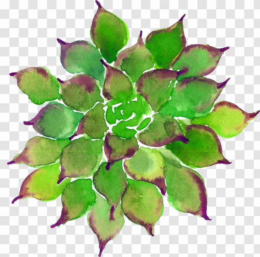 Succulent Plant Leaf Watercolor Painting - Branch - Plants Transparent PNG