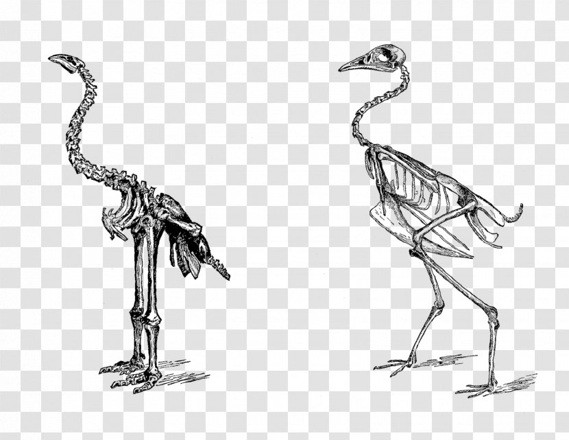 Elephant Bird Skeleton Parrot - Dinosaur Transparent PNG