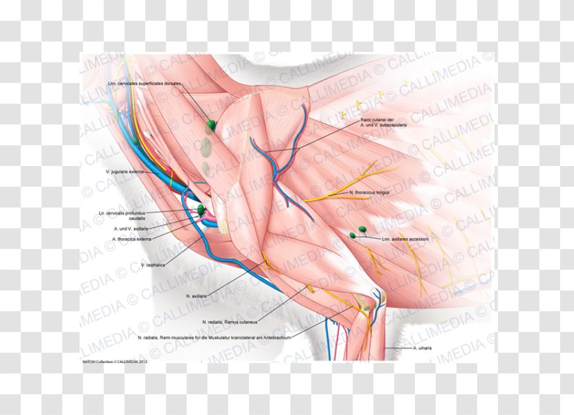 Thumb Muscle Shoulder Nerve Blood Vessel - Heart - Arm Transparent PNG