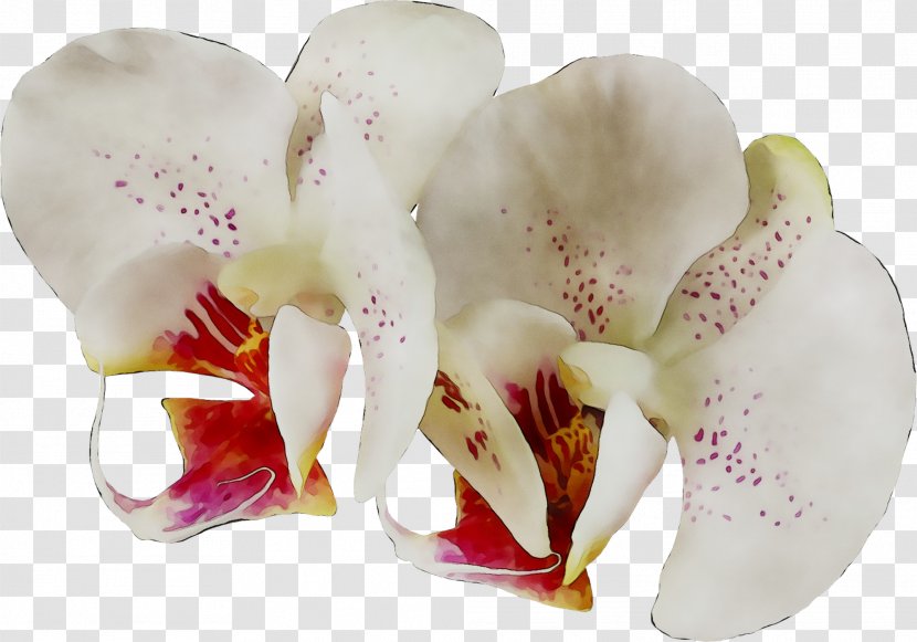 Moth Orchids Cut Flowers - Flowering Plant Transparent PNG
