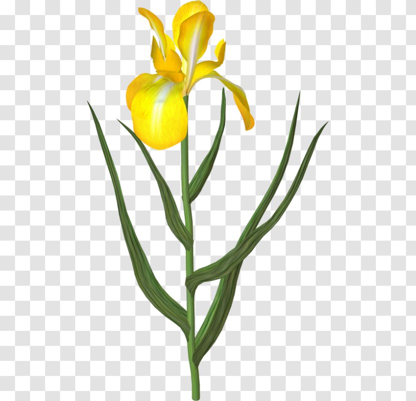 Tulip Cut Flowers Yellow Plant Transparent PNG
