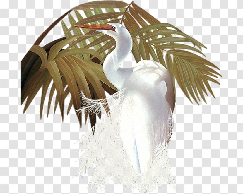 Water Bird .de Goose .com - Neck Transparent PNG