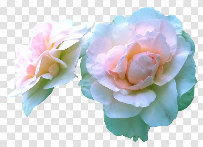 Cabbage Rose Garden Roses Floristry Flower - Markiplier Transparent PNG