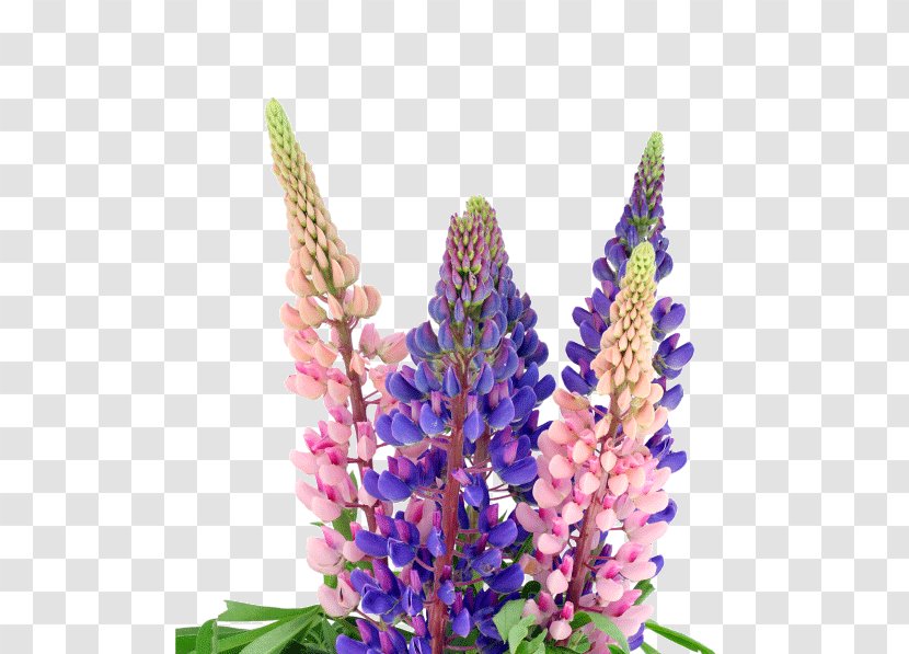 Texas Bluebonnet Stock Photography - Foxtail Lily - Alliance Supplement Seed Extract Transparent PNG